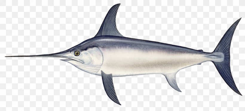 Swordfish Black Sea Seafood, PNG, 960x437px, Swordfish, Billfish, Black Marlin, Black Sea, Bony Fish Download Free