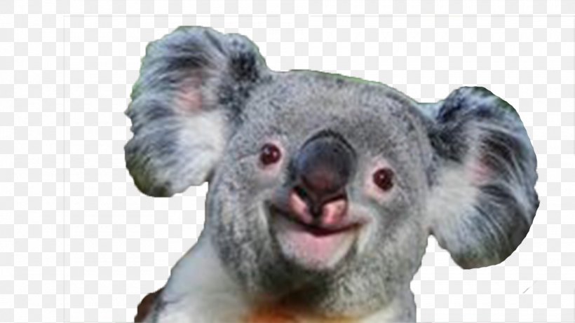Baby Koala Giant Panda Bear Smile, PNG, 1920x1080px, Koala, Animal, Baby Koala, Bear, Cuteness Download Free
