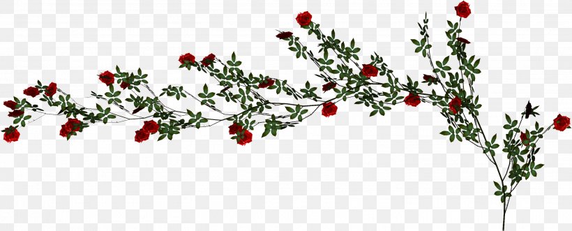 Beach Rose Vine, PNG, 2912x1176px, Beach Rose, Branch, Christmas Decoration, Cut Flowers, Flora Download Free