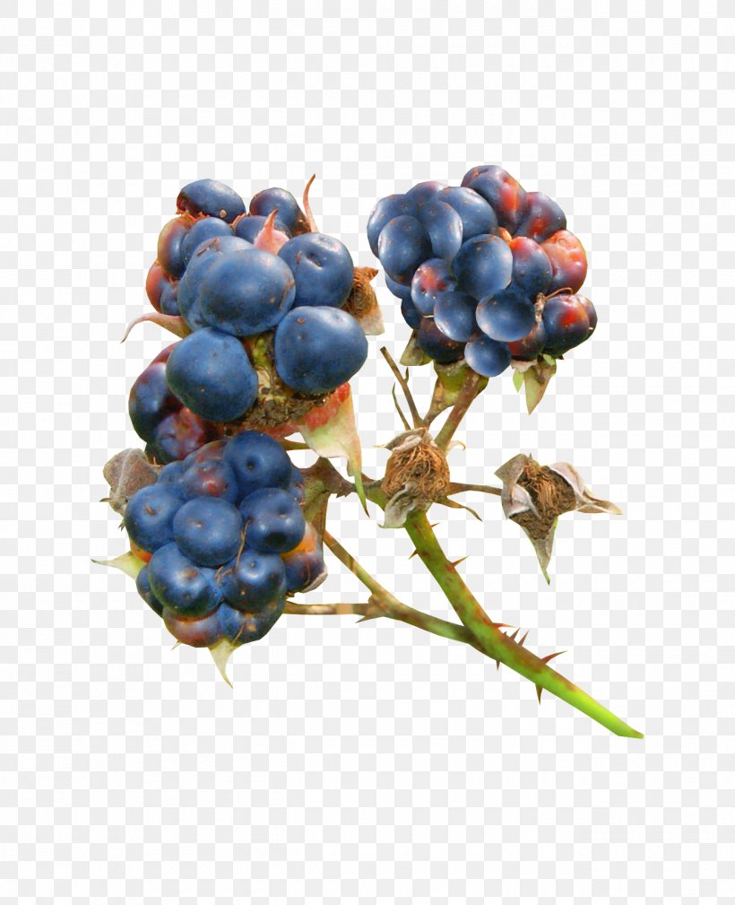 Bilberry Blueberry Blackberry Auglis, PNG, 1300x1600px, Bilberry, Auglis, Berry, Blackberry, Blueberry Download Free
