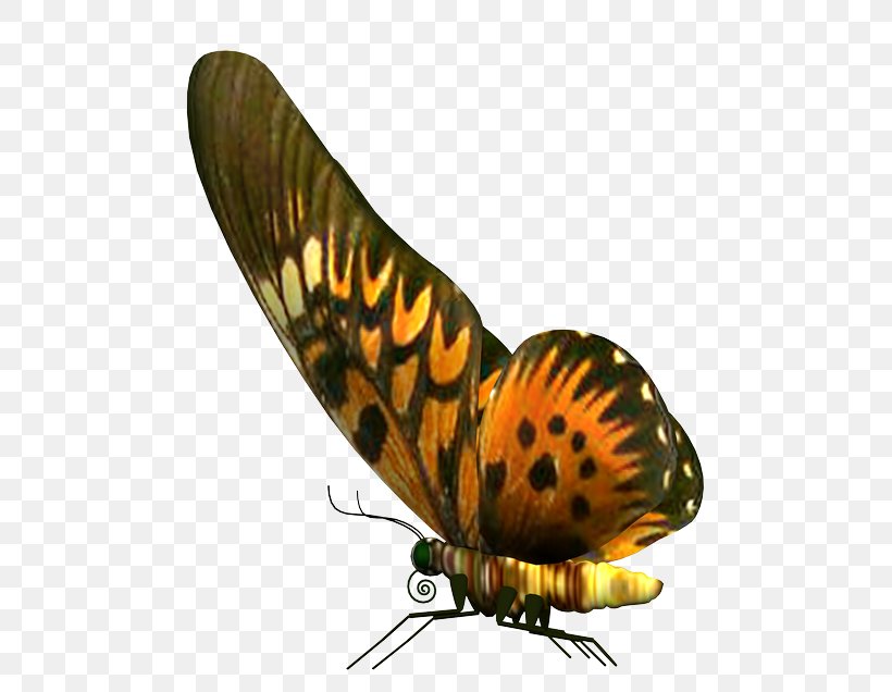 Butterfly PhotoScape, PNG, 535x636px, Butterfly, Arthropod, Butterflies And Moths, Computer Software, Gimp Download Free