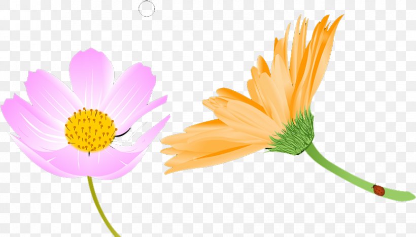 Chrysanthemum, PNG, 864x493px, Chrysanthemum, Chart, Daisy, Daisy Family, Designer Download Free
