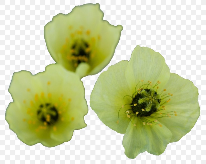 Flower Herbaceous Plant, PNG, 800x656px, Flower, Herbaceous Plant, Plant Download Free