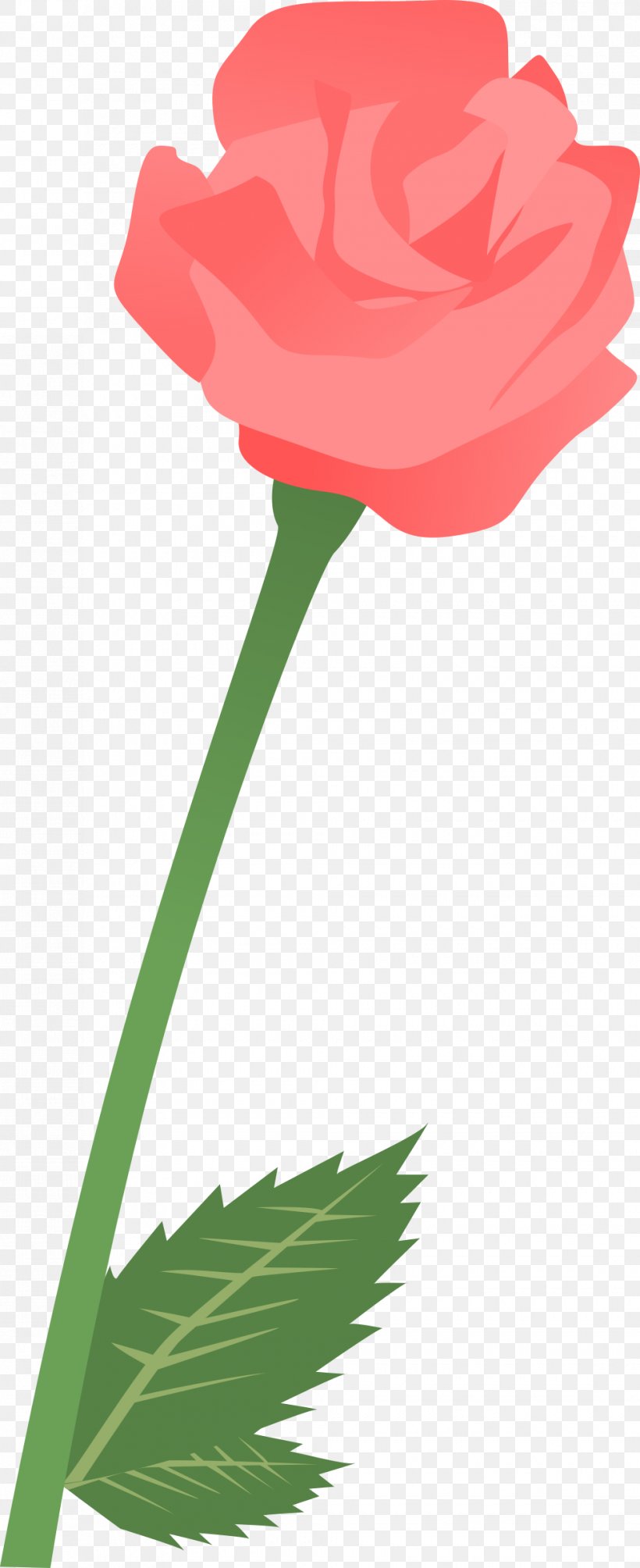 Garden Roses Clip Art Tulip Carnation Petal, PNG, 980x2400px, Garden Roses, Carnation, Flora, Flower, Flowering Plant Download Free