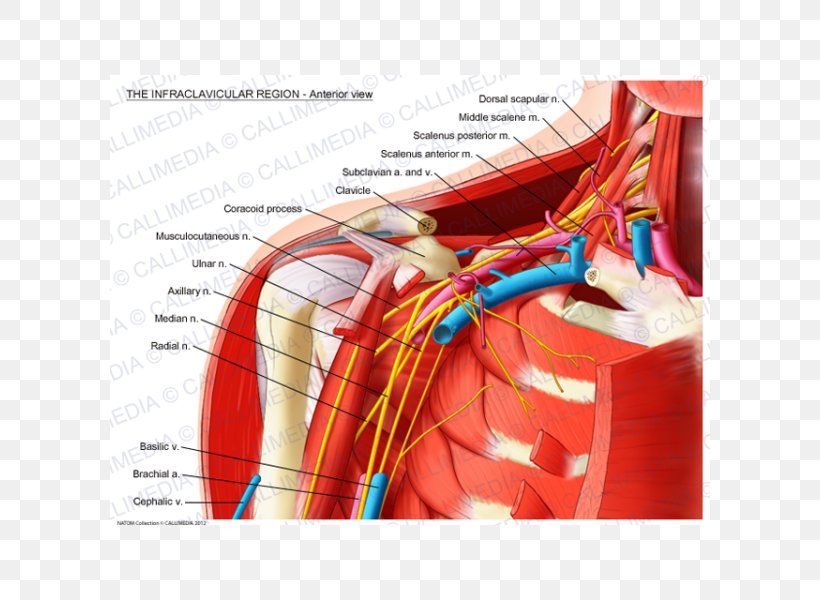 Infraclavicular Fossa Subclavian Artery Supraclavicular Fossa Anatomy Brachial Plexus, PNG, 600x600px, Watercolor, Cartoon, Flower, Frame, Heart Download Free