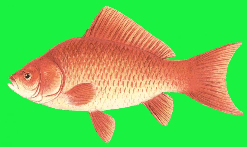 Northern Red Snapper Goldfish Feeder Fish Tilapia Perch, PNG, 900x535px, Northern Red Snapper, Art, Artist Trading Cards, Biology, Bony Fish Download Free