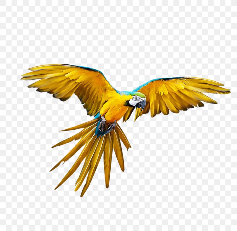 Parrot Bird Budgerigar Flight, PNG, 783x800px, Parrot, Beak, Bird, Budgerigar, Fauna Download Free