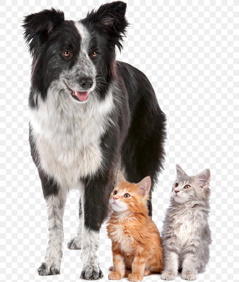Pet Sitting Dog Cat Puppy, PNG, 800x968px, Pet Sitting, Animal, Animal Rescue Group, Animalassisted Therapy, Cat Download Free