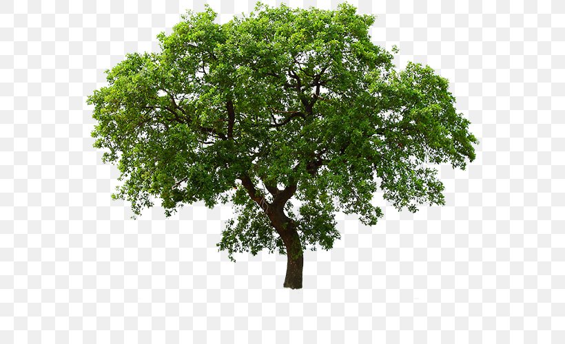 Tree Clip Art, PNG, 579x500px, 3d Computer Graphics, Tree, Alpha Compositing, Architectural Rendering, Branch Download Free