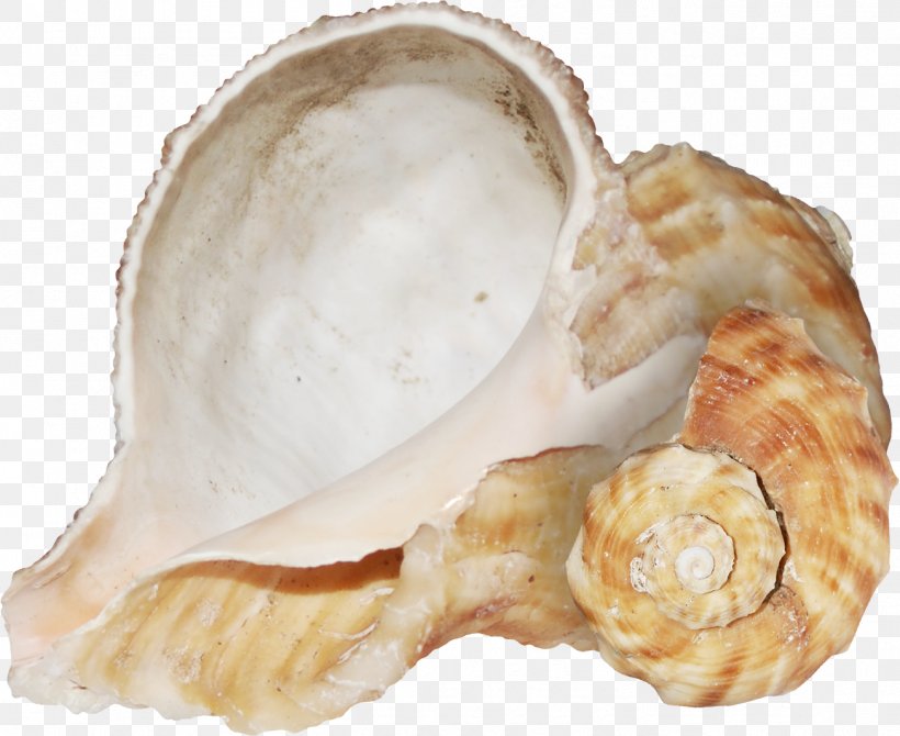 Conch Texture Mapping, PNG, 1304x1066px, Conch, Blog, Brown, Clam, Clams Oysters Mussels And Scallops Download Free