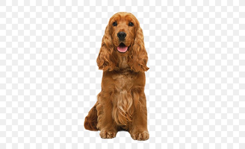 Dog English Cocker Spaniel Cocker Spaniel Spaniel Sussex Spaniel, PNG, 500x500px, Dog, Cocker Spaniel, English Cocker Spaniel, Field Spaniel, Spaniel Download Free