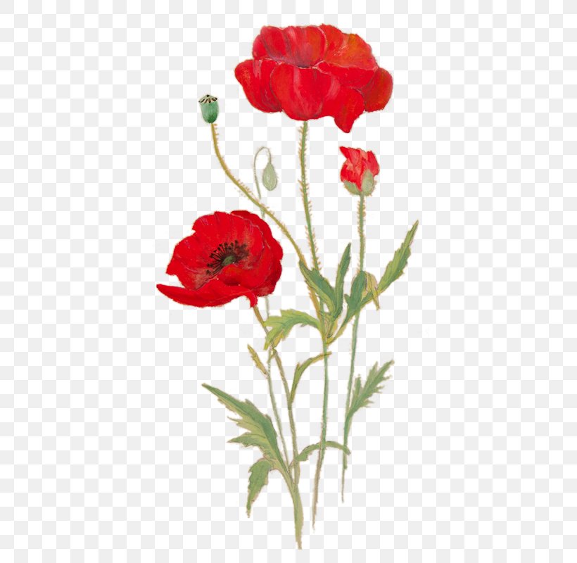 Poppy National Museum Cardiff Garden Roses Flower Art, PNG, 400x800px, Poppy, Art, Cardiff, Carnation, Coquelicot Download Free