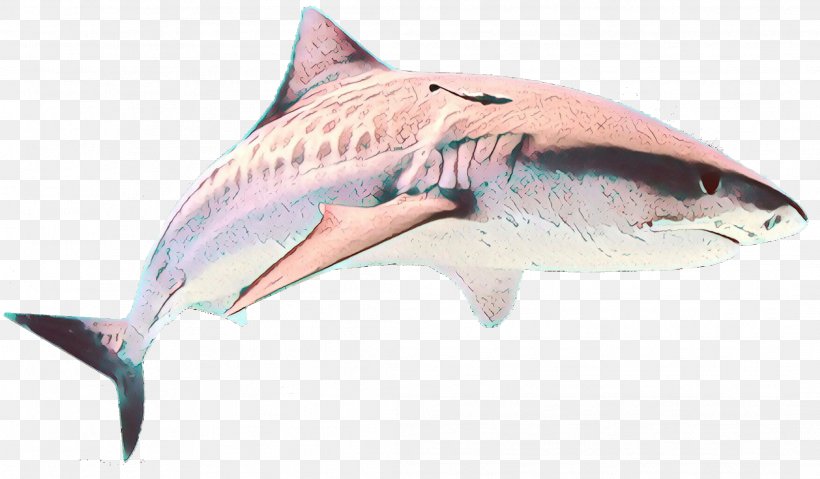 Shark, PNG, 2117x1237px, Cartoon, Carcharhiniformes, Cartilaginous Fish, Fin, Fish Download Free