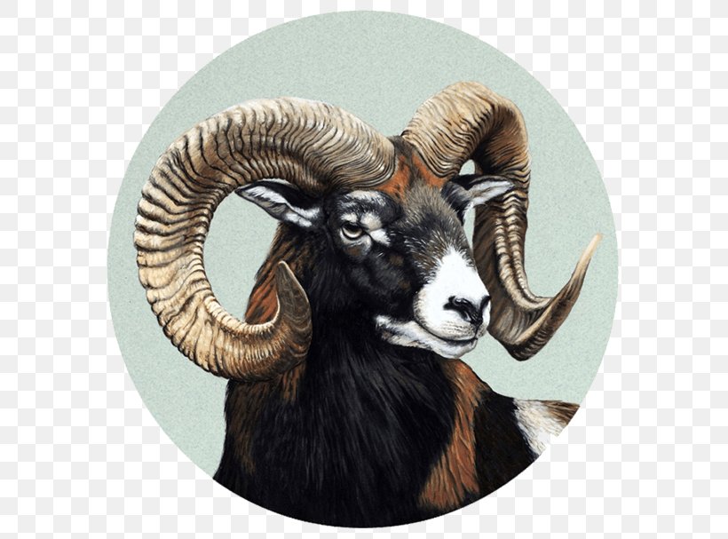 Barbary Sheep Elk Pablo Pereira, PNG, 600x607px, Sheep, Barbary Sheep, Biggame Hunting, Common Genet, Cow Goat Family Download Free