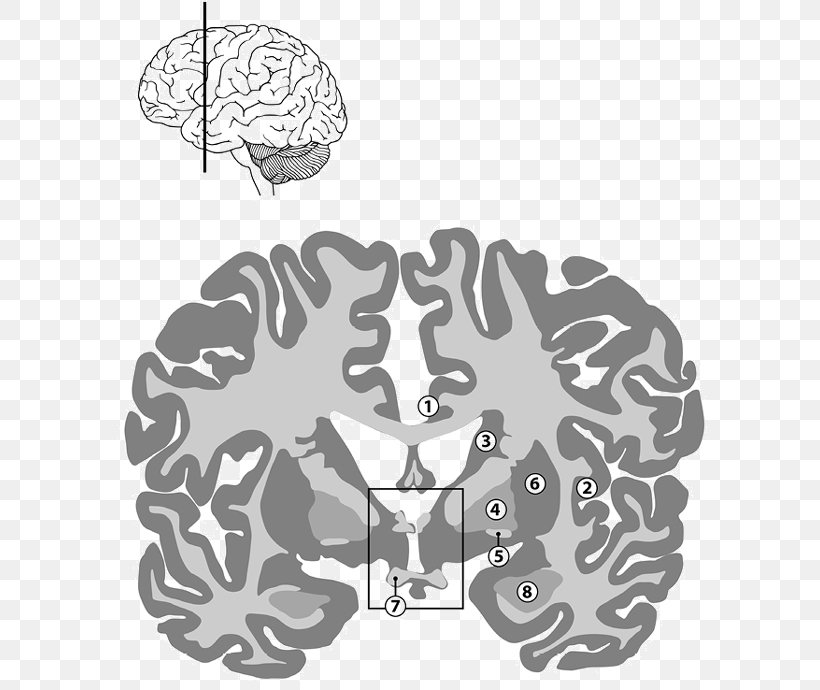 Brain Human Behavior Tree, PNG, 600x690px, Watercolor, Cartoon, Flower, Frame, Heart Download Free