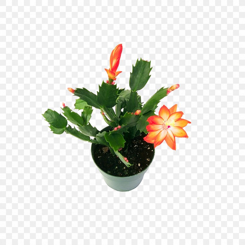 Cactaceae Flower Succulent Plant, PNG, 1000x1000px, Cactaceae, Artificial Flower, Epiphyllum, Epiphyte, Flower Download Free