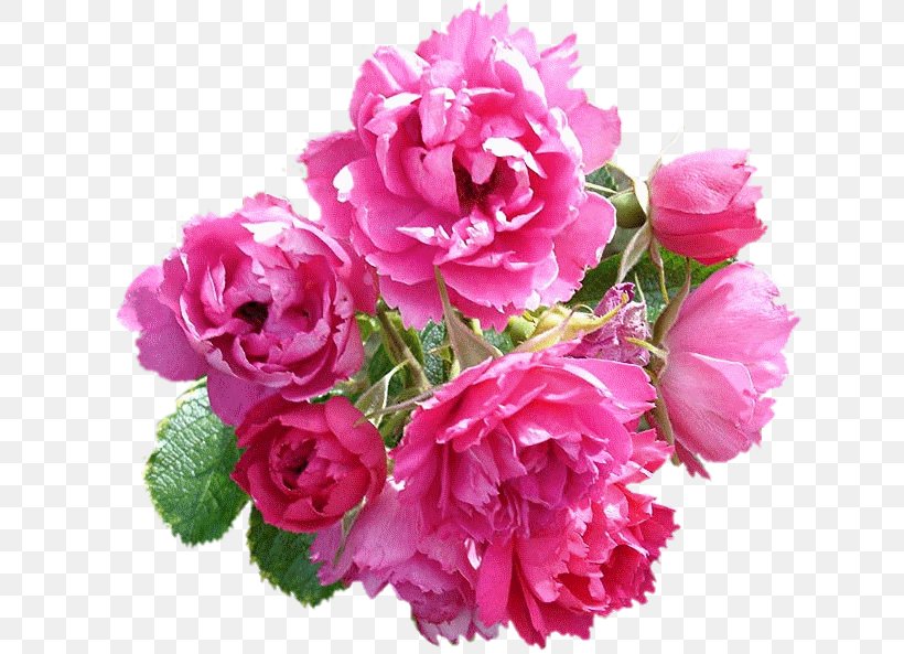 Garden Roses Cabbage Rose Cut Flowers Floribunda Floral Design, PNG, 635x593px, Garden Roses, Annual Plant, Artificial Flower, Begonia, Cabbage Rose Download Free