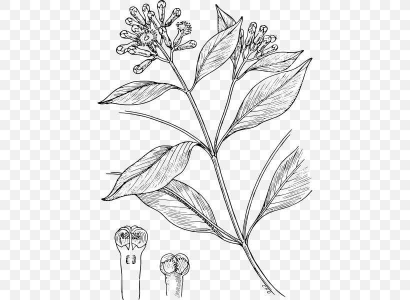 Clove Drawing Condiment Line Art, PNG, 430x600px, Clove, Art, Artwork, Black And White, Branch Download Free