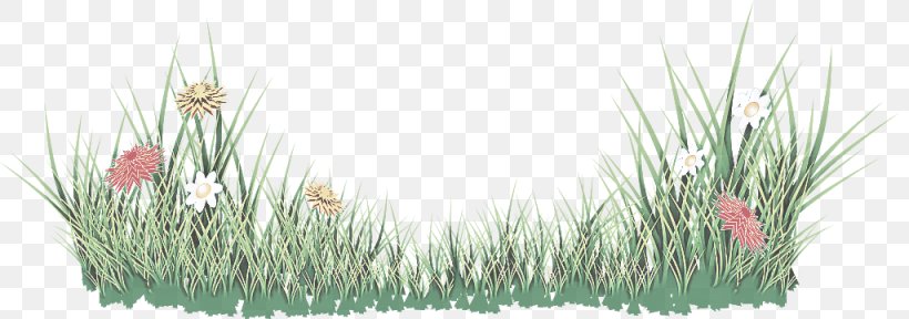 Grass Grass Family Plant, PNG, 1025x360px, Grass, Grass Family, Plant Download Free