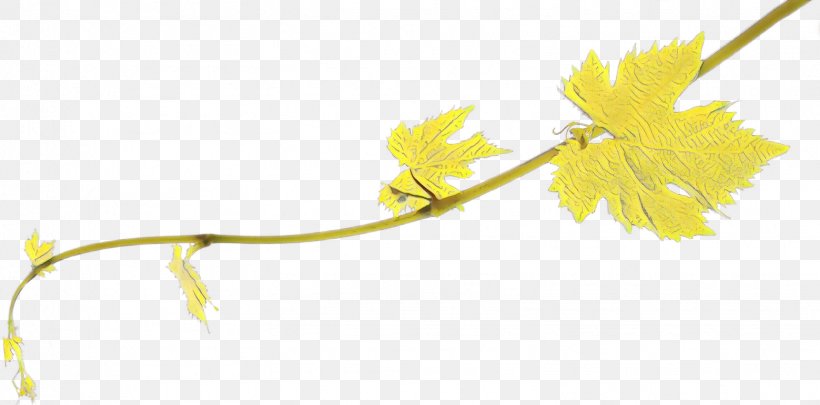 Twig Common Grape Vine Flowering Plant Plant Stem Line, PNG, 1559x771px, Twig, Branch, Common Grape Vine, Flower, Flowering Plant Download Free