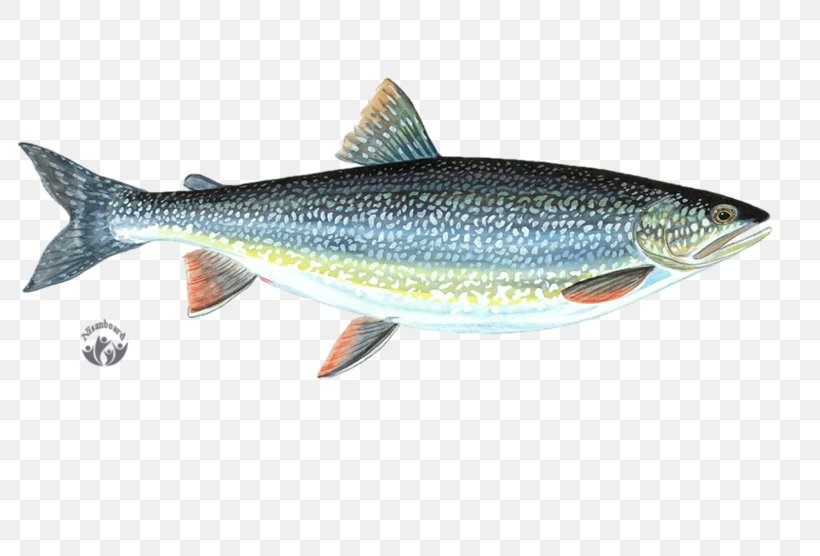 Sardine Cutthroat Trout Milkfish Anchovy, PNG, 800x556px, Sardine, Anchovy, Bony Fish, Coho, Common Rudd Download Free