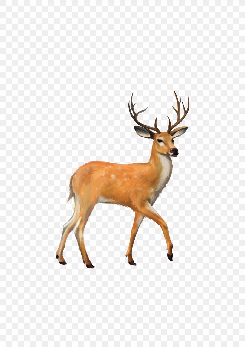 White-tailed Deer Mule Deer Clip Art, PNG, 2480x3508px, Deer, Antler, Deer Hunting, Drawing, Fauna Download Free