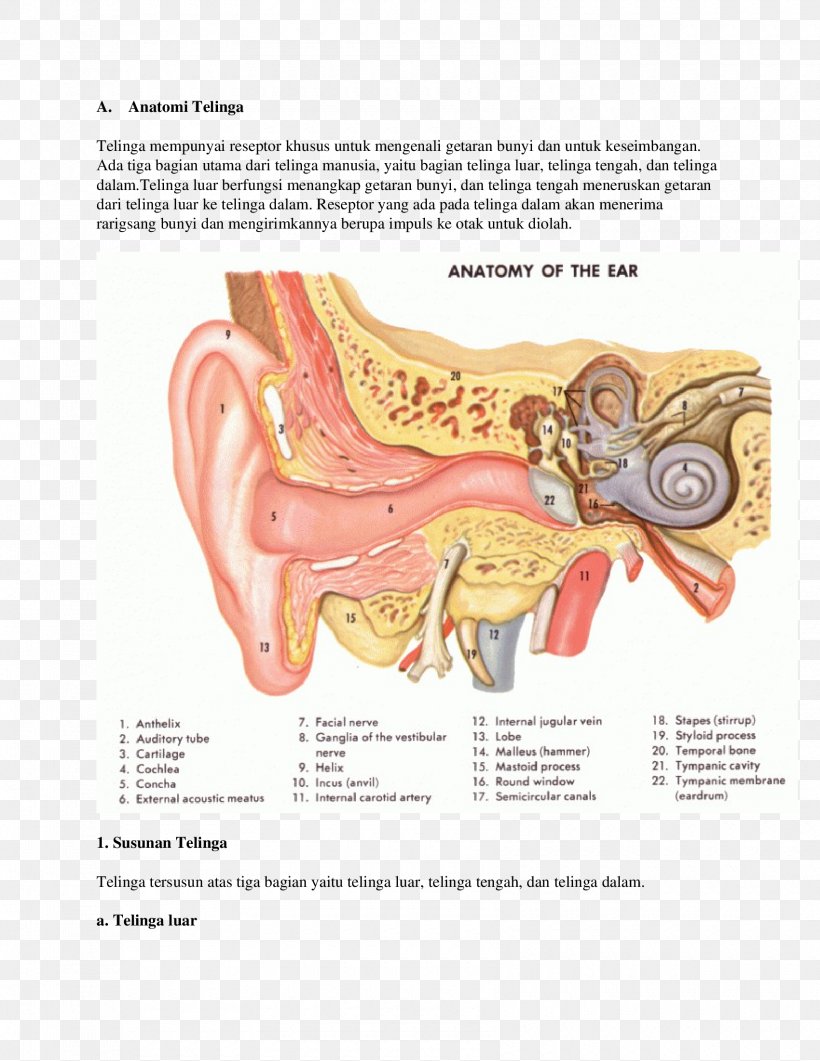 Ear Anatomy Inner Ear Gross Anatomy, PNG, 1700x2200px, Watercolor, Cartoon, Flower, Frame, Heart Download Free
