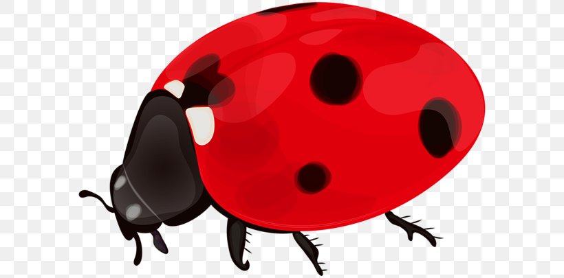 Ladybird Desktop Wallpaper Clip Art, PNG, 600x405px, Ladybird, Arthropod, Beetle, Cartoon, Insect Download Free