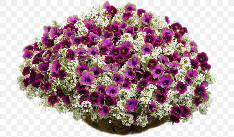 Plant Floral Design Cut Flowers Container Garden Hanging Basket, PNG, 709x482px, Plant, Annual Plant, Bedding, Chrysanthemum, Chrysanths Download Free