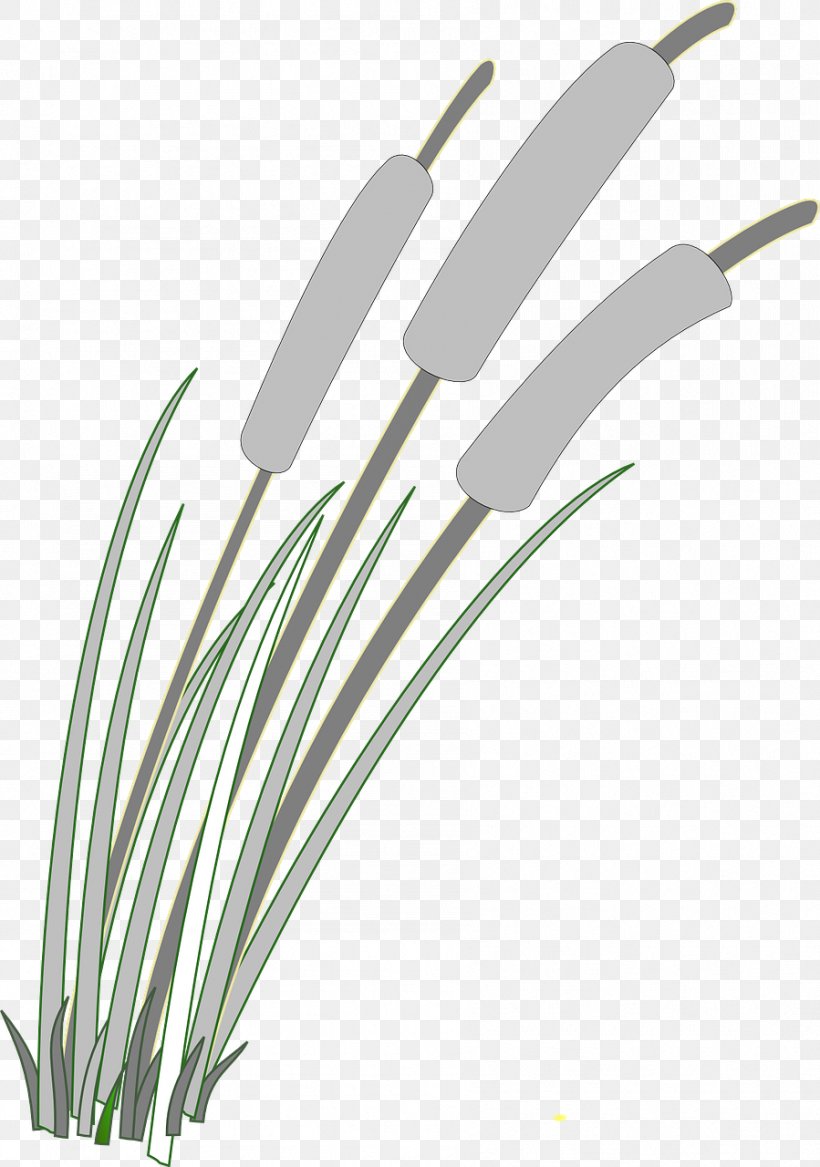 Reed Clip Art, PNG, 899x1280px, Reed, Free Reed Aerophone, Grass, Royaltyfree, Weed Download Free