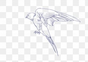 Aka47 Icon - Beak Sketch Bird Of Prey Drawing PNG