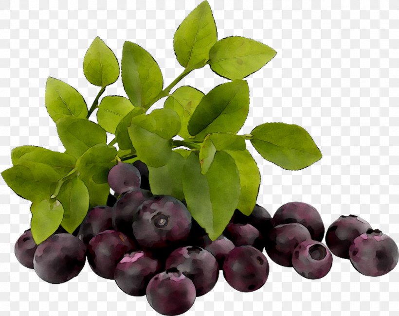 Bilberry European Blueberry Stock Photography Royalty-free, PNG, 1302x1033px, Bilberry, Arctostaphylos, Arctostaphylos Uvaursi, Berry, Blueberry Download Free