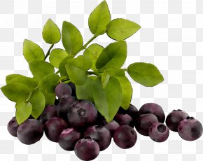 Bilberry European Blueberry Stock Photography Royalty-free PNG