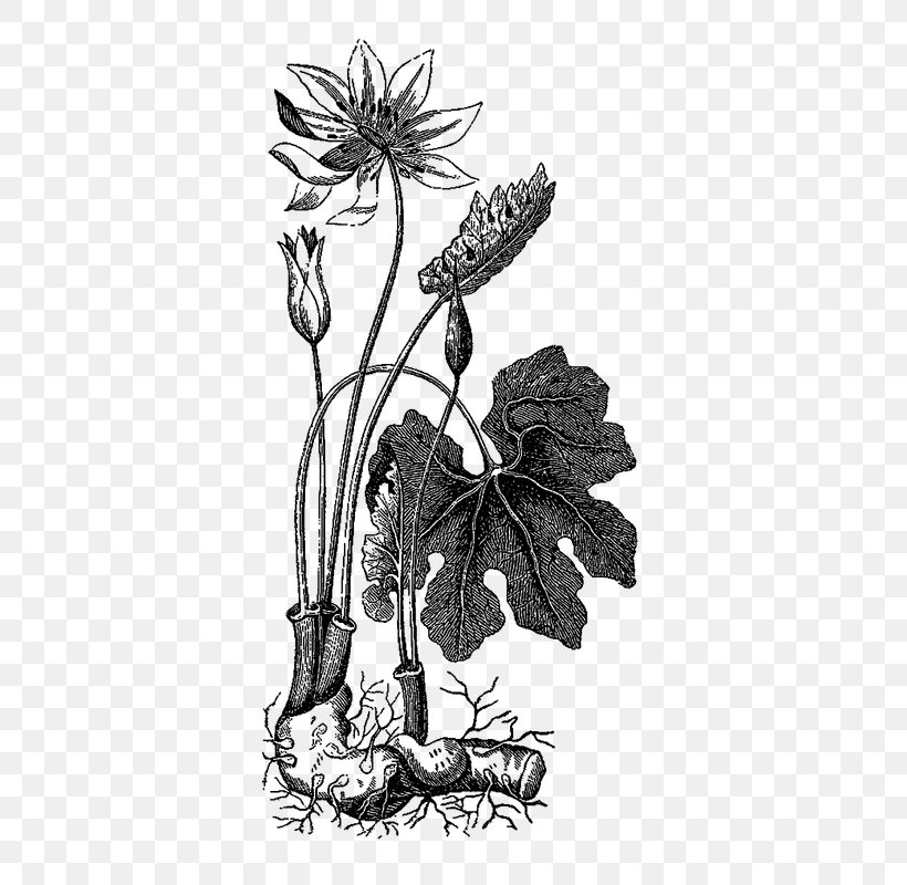 Floral Design Stevia Candyleaf Herb, PNG, 421x800px, Floral Design, Art, Blackandwhite, Botany, Candyleaf Download Free