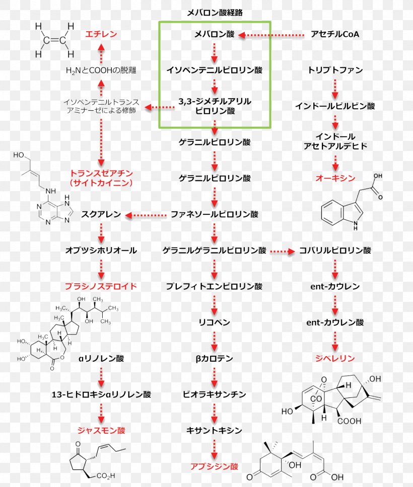 Jasmonic Acid Plant Hormone Biosynthesis Steroid, PNG, 1500x1772px, Jasmonic Acid, Acid, Area, Biosynthesis, Brassinosteroid Download Free