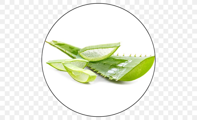 Aloe Vera Leaf Gel Skin Plant, PNG, 500x500px, Aloe Vera, Aloe, Burn, Extract, Gel Download Free