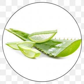 An Aloe Vera - Aloe Vera Leaf Gel Skin Plant PNG