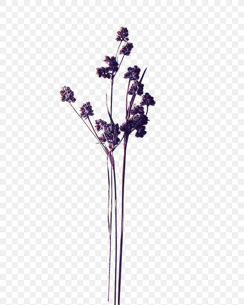 Pressed Flower Craft Stock Photography, PNG, 768x1024px, Flower, Artificial Flower, Blume, Branch, Cut Flowers Download Free