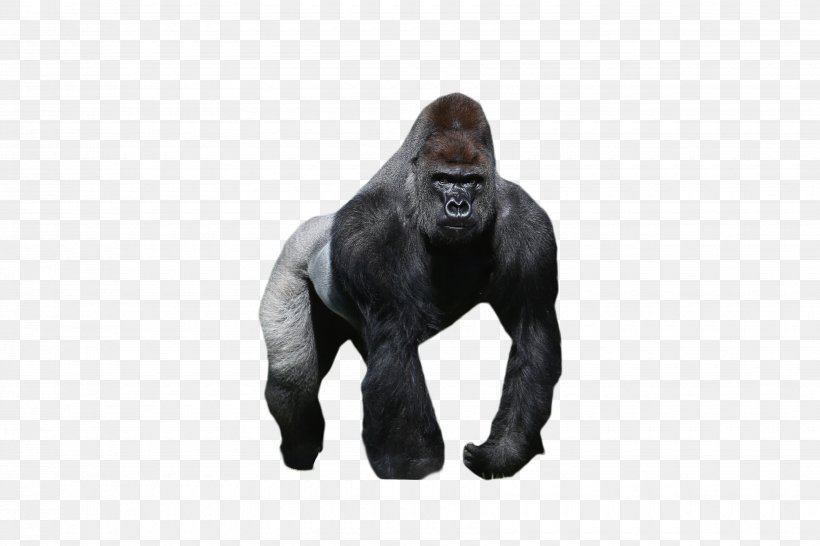 Western Gorilla Orangutan Chimpanzee Mountain Gorilla, PNG, 3500x2334px, Western Gorilla, Animal, Chimpanzee, Gorilla, Great Ape Download Free