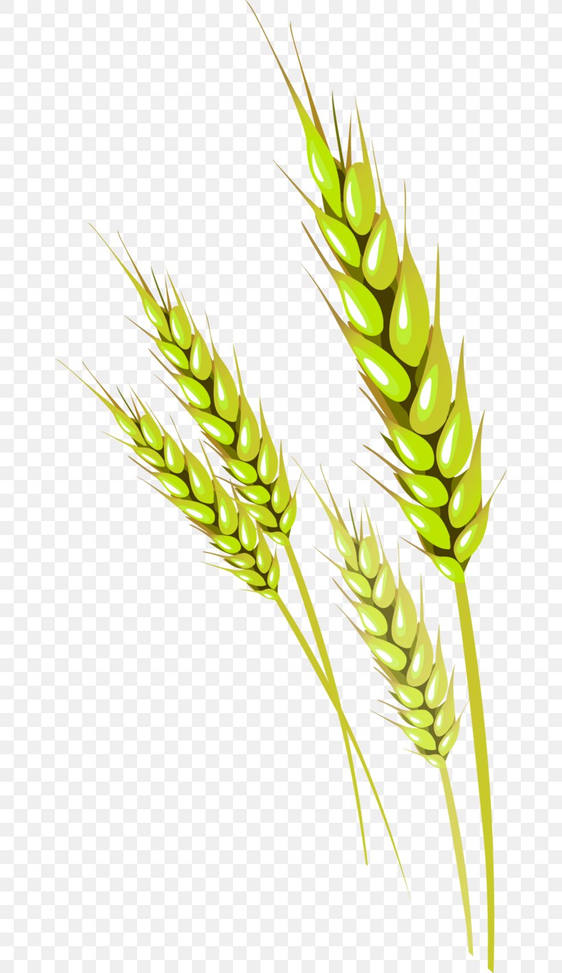 Wheat Vecteur, PNG, 658x1419px, Wheat, Cereal, Commodity, Designer, Ear Download Free