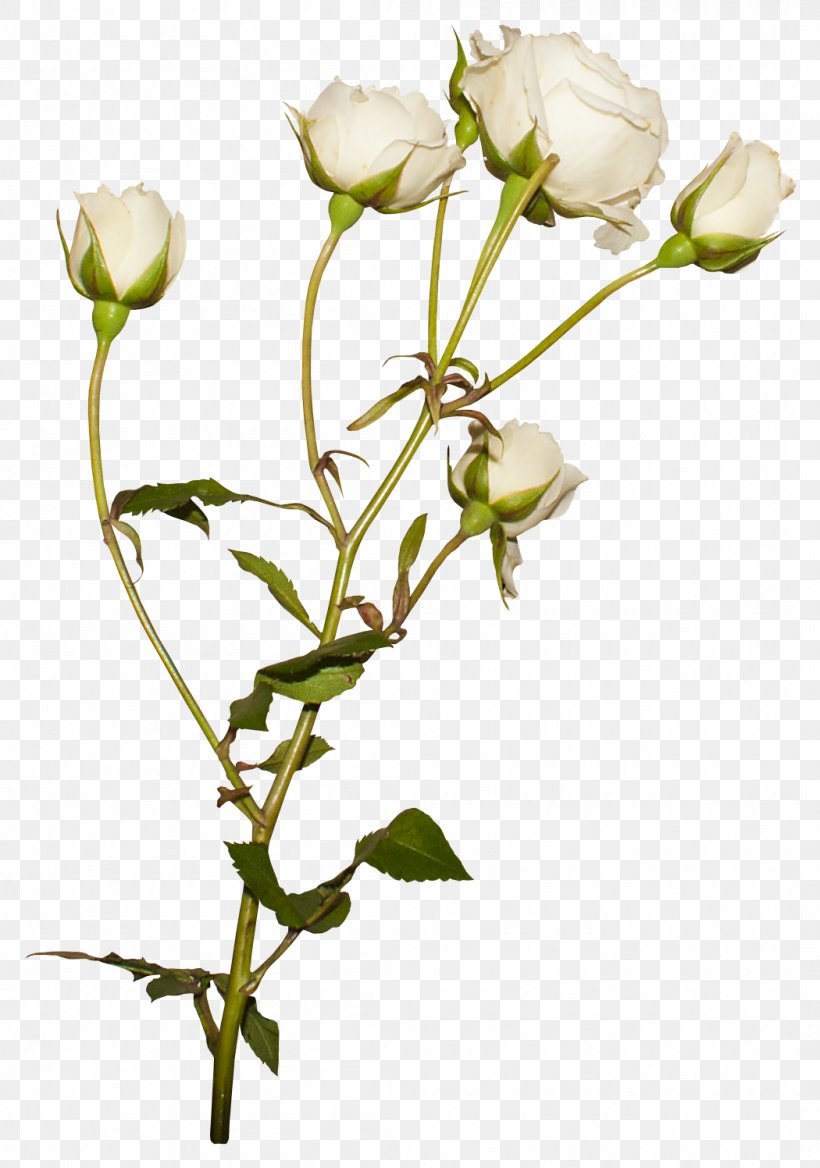 Beach Rose Garden Roses Cut Flowers, PNG, 1050x1496px, Beach Rose, Branch, Bud, Cut Flowers, Floral Design Download Free