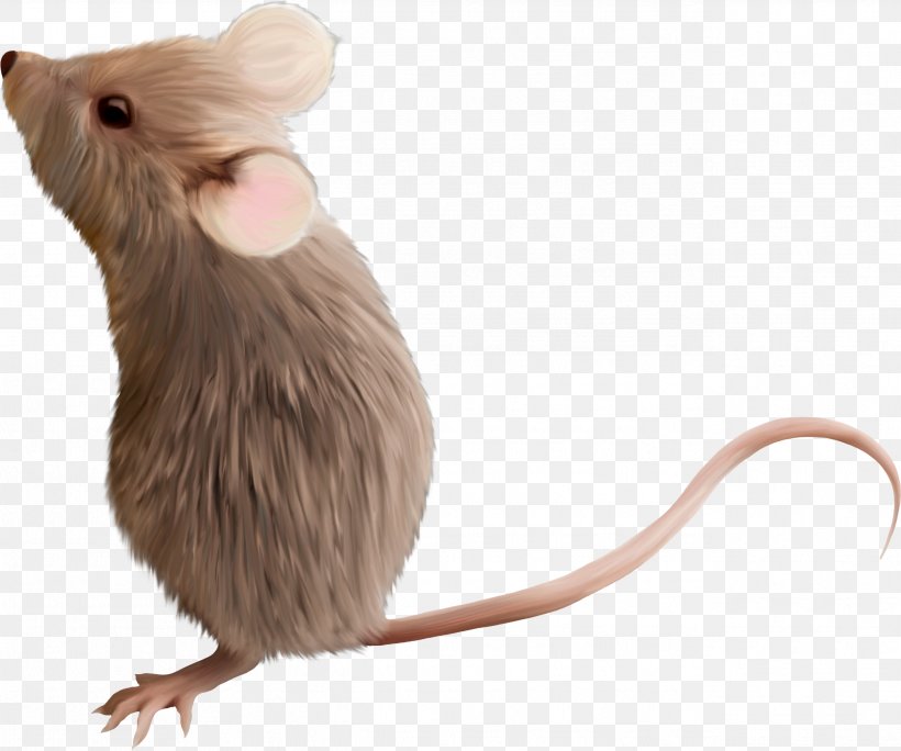 Computer Mouse Gerbil Rodent Clip Art, PNG, 2588x2159px, Computer Mouse, Animal, Blog, Dinosaur, Drawing Download Free