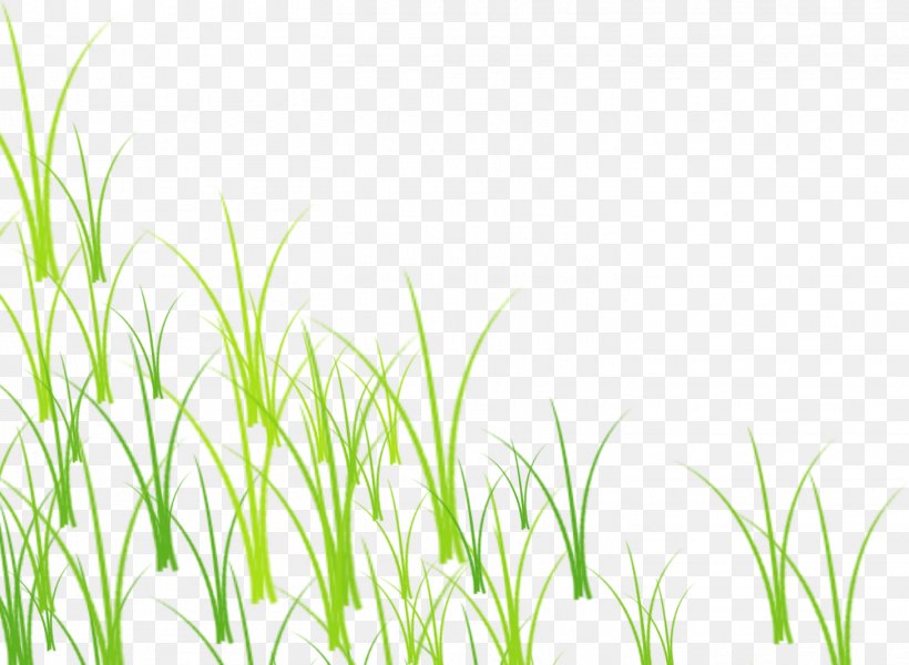 Grass Green Lawn, PNG, 1456x1066px, Grass, Grass Family, Green, Herbaceous Plant, Lawn Download Free