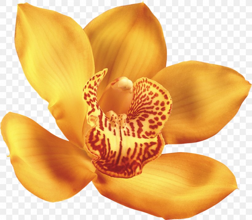 Orchids Flower Clip Art, PNG, 1350x1181px, Orchids, Flower, Flower Bouquet, How To Grow Orchids, Ink Download Free