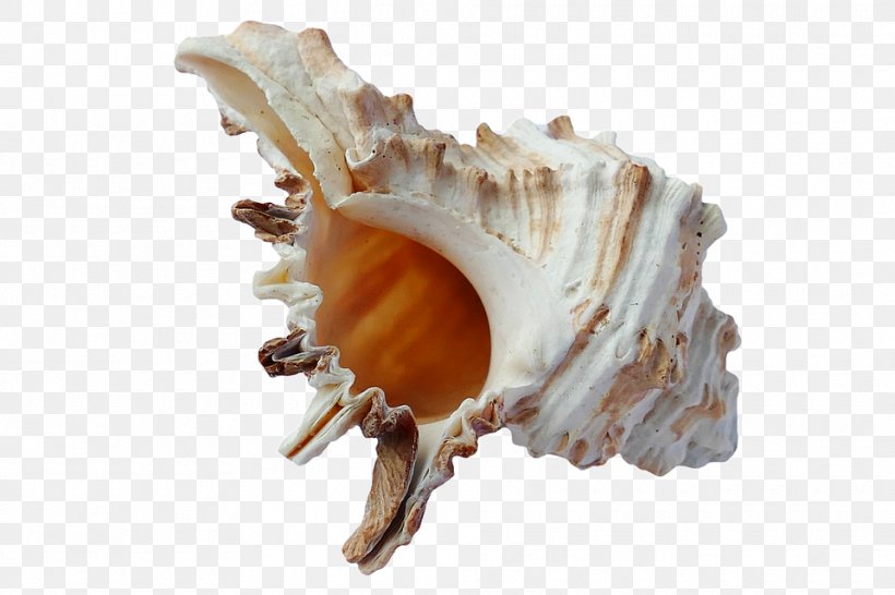 Seashell Mussel Scallop, PNG, 960x640px, Mussel, Beach, Clam, Clams Oysters Mussels And Scallops, Conch Download Free