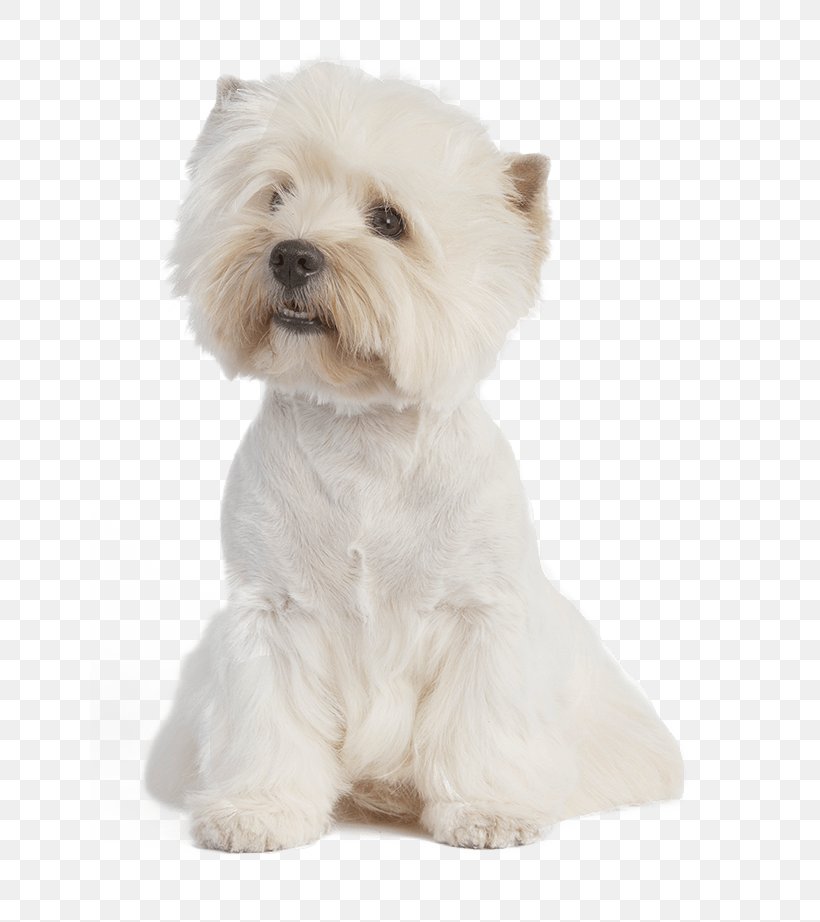 West Highland White Terrier Maltese Dog Puppy American Staffordshire Terrier Dog Breed, PNG, 639x922px, West Highland White Terrier, American Staffordshire Terrier, Carnivoran, Chihuahua, Companion Dog Download Free
