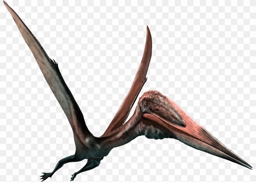 Zhejiangopterus Quetzalcoatlus Pterodactyls Pteranodon Pterosaurs, PNG, 1040x739px, Zhejiangopterus, Anhanguera, Antler, Antorbital Fenestra, Azhdarchidae Download Free