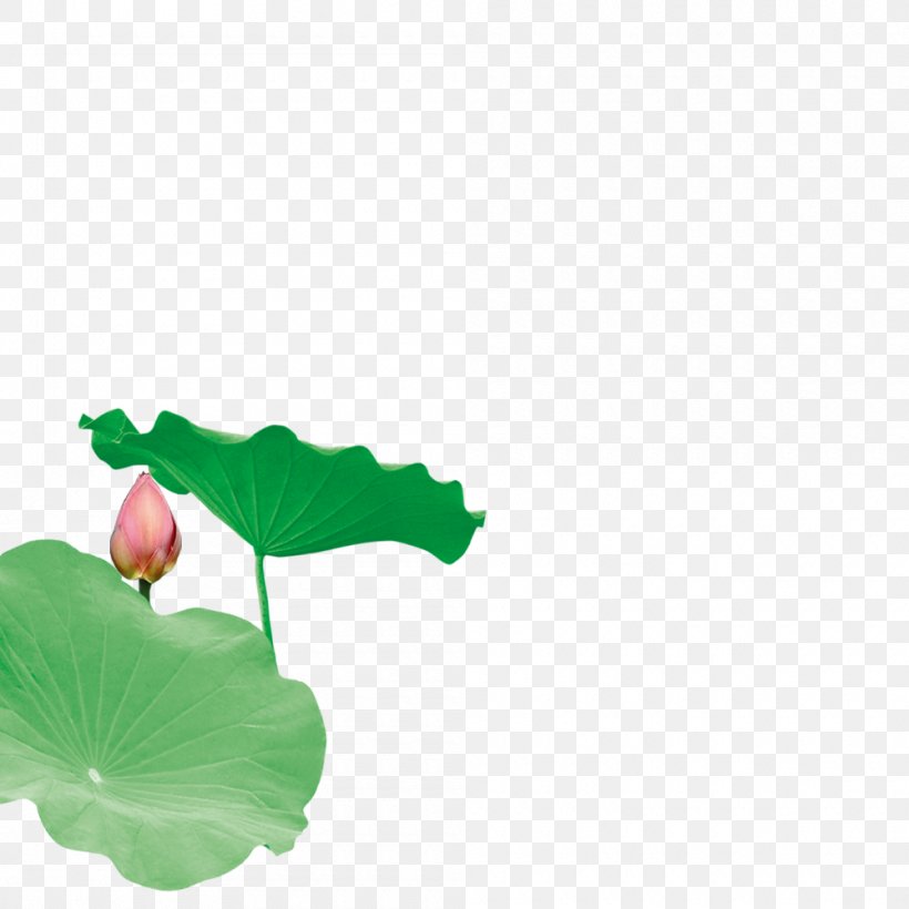 Leaf Nelumbo Nucifera Download Lotus Effect, PNG, 1000x1000px, Leaf, Bud, Dots Per Inch, Grass, Green Download Free