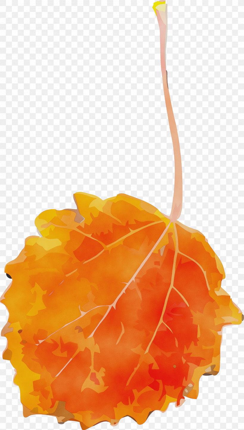 Orange, PNG, 2113x3723px, Autumn Leaf, Food, Fruit, Leaf, Orange Download Free