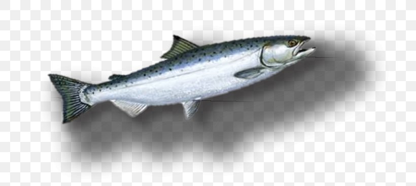 Sardine Coho Salmon Fish Products Oily Fish Anchovy, PNG, 754x367px, Sardine, Anchovy, Barramundi, Bonito, Bony Fish Download Free